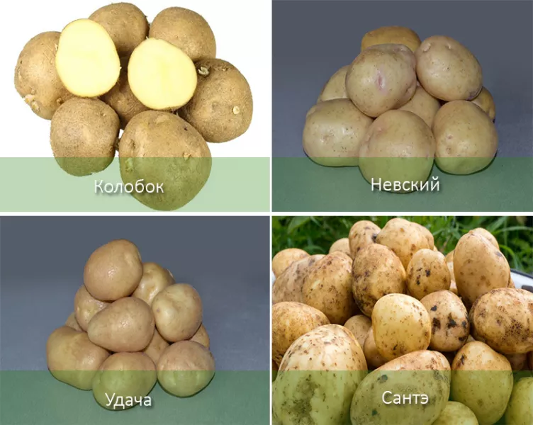 43 самых вкусных и урожайных сорта картофеля с описанием в таблицах по регионам