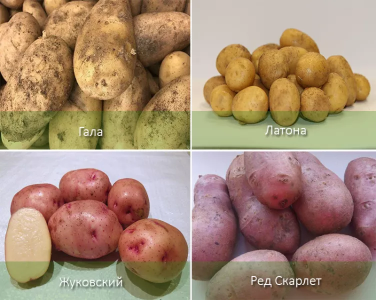 43 самых вкусных и урожайных сорта картофеля с описанием в таблицах по регионам