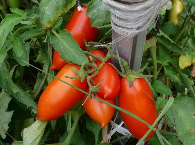 5 сортов томата Кенигсберг: фото, отзывы, описание, таблицы
