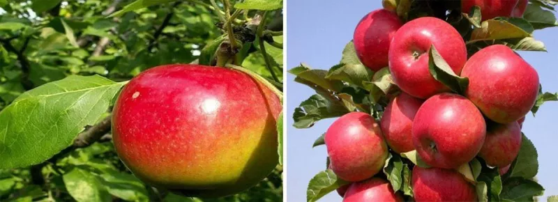 50 сортов яблок с фото и описанием