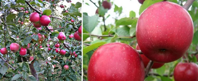 50 сортов яблок с фото и описанием