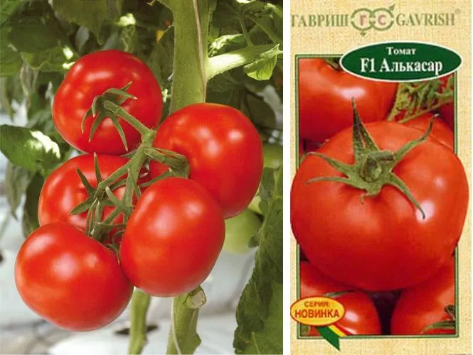 64 лучших сорта томатов для выращивания в регионах России