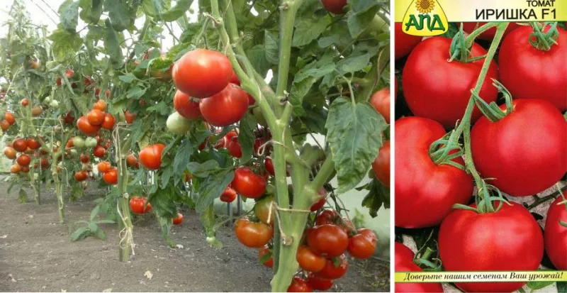 64 лучших сорта томатов для выращивания в регионах России