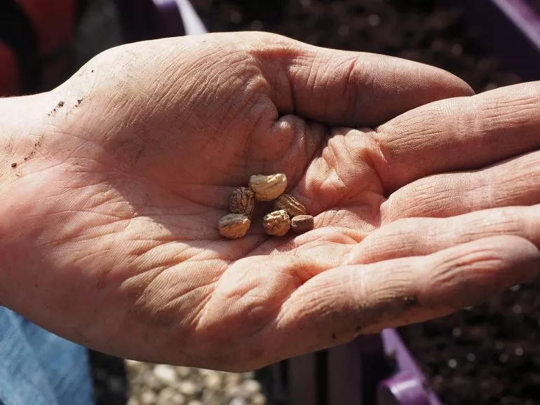 9 правил выращивания настурции в открытом грунте