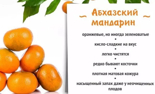 Абхазские мандарины. Как отличить себя от других, когда взрослеют, где растут