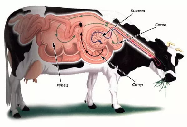 Ацидоз у коров. Симптомы шрама и лечение, причины
