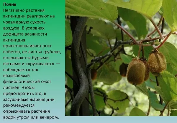 Актинидия в Сибири. Выращивание из семян, уход, фото, отзывы