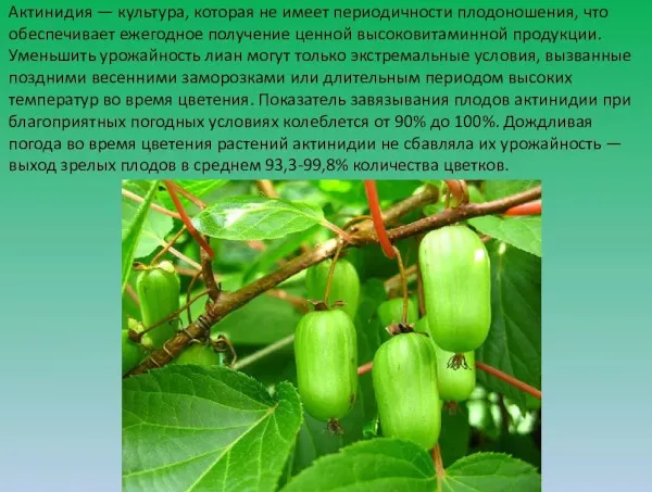 Актинидия в Сибири. Выращивание из семян, уход, фото, отзывы