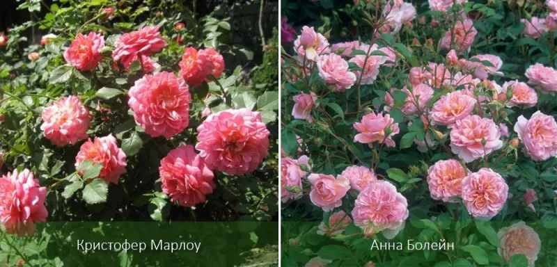 Английские розы: виды, сорта, особенности роста