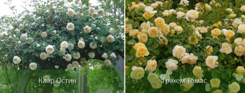 Английские розы: виды, сорта, особенности роста