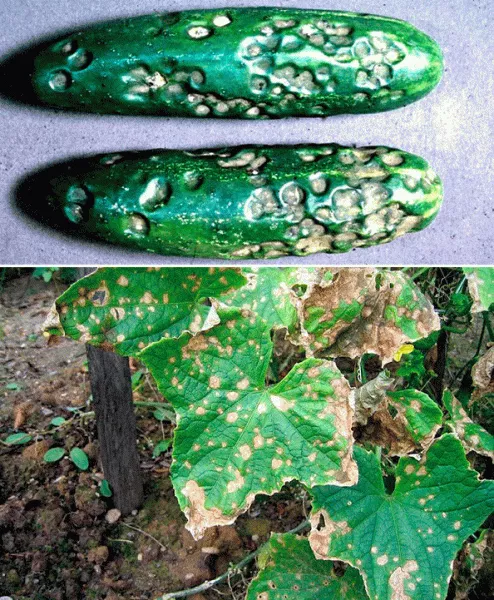Антракноз — опасная грибковая болезнь садовых и комнатных растений
