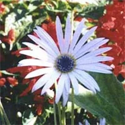Арктотис: фото цветов, когда сажать рассаду
