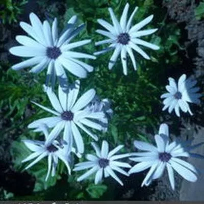 Арктотис: фото цветов, когда сажать рассаду
