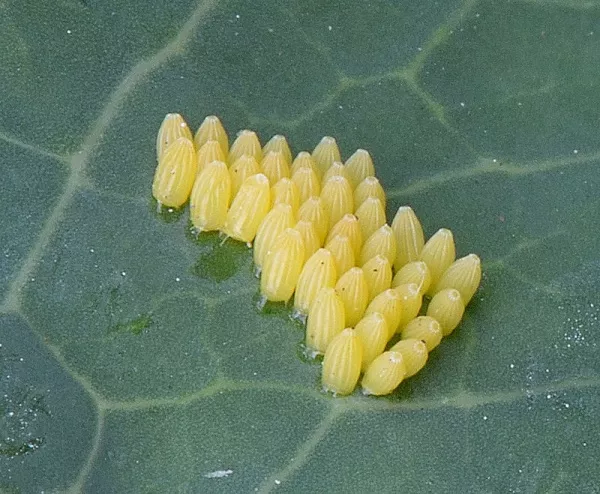 Бабочки капустницы. Фото на малине, что делать