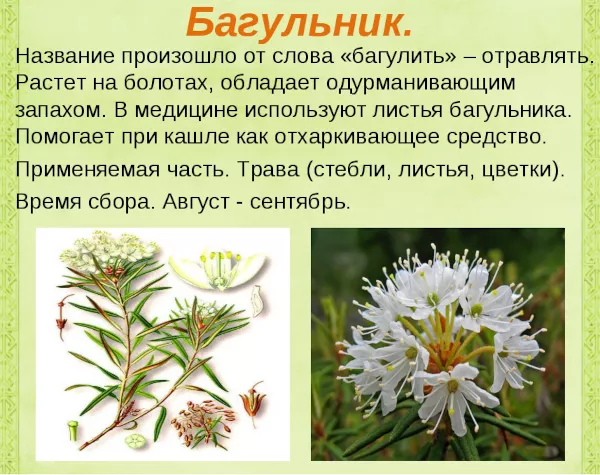 Розмари. Где растет в России, фото и описание растения, как выглядит