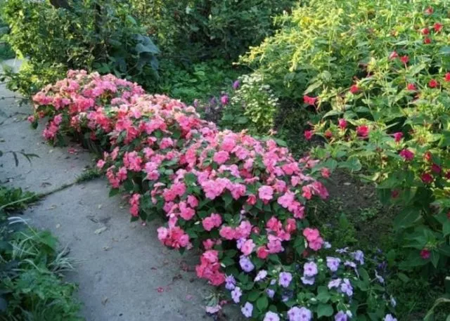 Бальзамин садовый: посадка и уход, фото уличных цветов на клумбе
