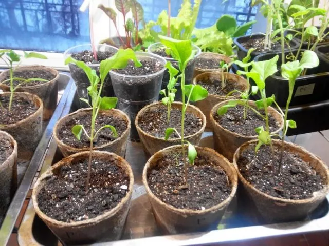 Бамия: выращивание из семян в домашних условиях