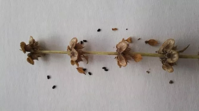 Базилик: выращивание из семян в домашних условиях, характеристика сортов