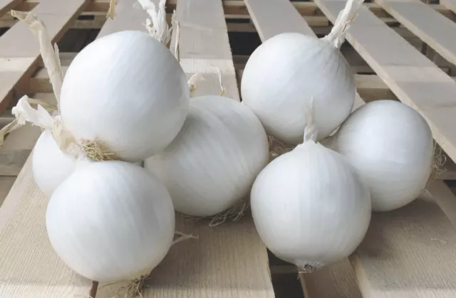 Белый лук: чем отличается от обычного лука, когда сажать, полезные свойства, состав