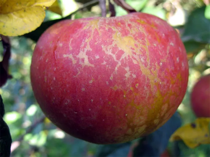 Болезни и вредители яблони с названием и описанием, лечением, фото