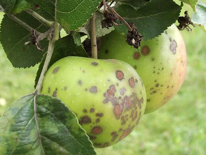 Болезни и вредители яблони с названием и описанием, лечением, фото