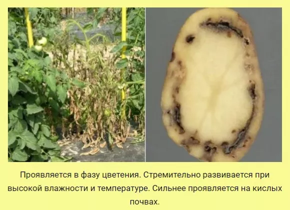 Болезни картофеля: описание с фото, методы лечения