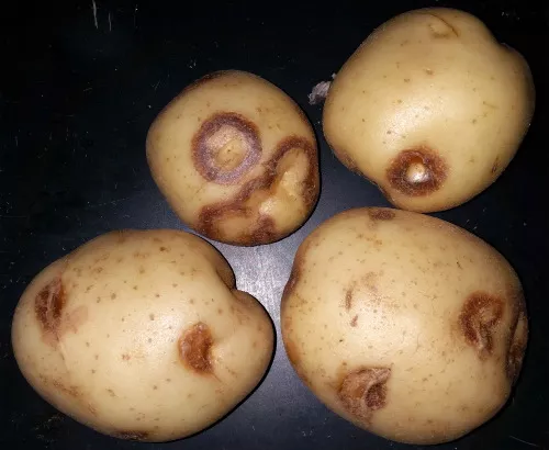 Болезни картофеля: описание с фото, методы лечения