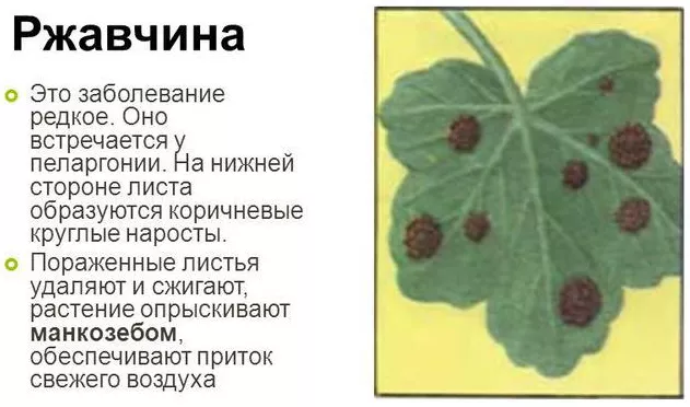 Болезни комнатных растений по листьям Фото, название и имя