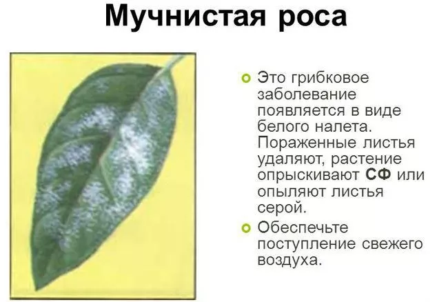 Болезни комнатных растений по листьям Фото, название и имя