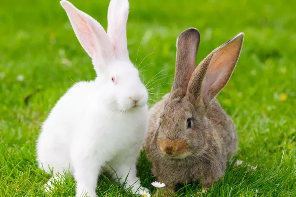 Болезни кроликов. Фото, симптомы и лечение