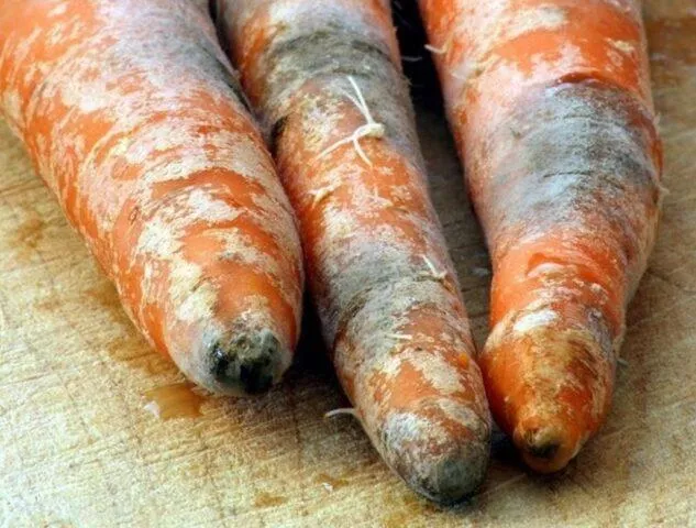 Болезни моркови при выращивании и хранении: борьба с ними, фото