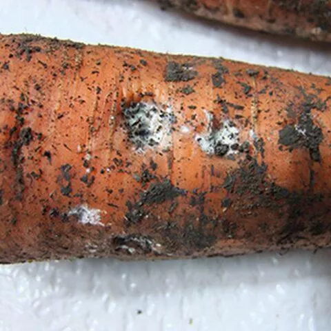 Болезни моркови при выращивании и хранении: борьба с ними, фото