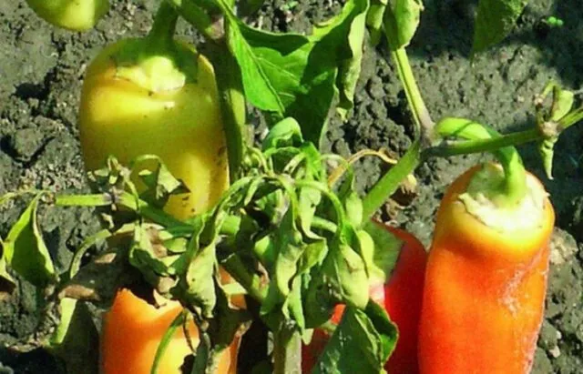 Болезни болгарского перца (плодов и листьев) в теплице: лечение, описание с фото