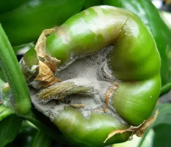 Болезни болгарского перца (плодов и листьев) в теплице: лечение, описание с фото
