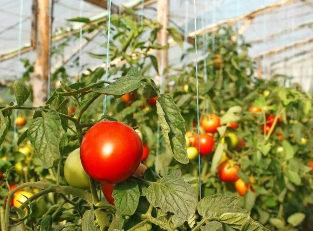 Бор для томатов в теплице и открытом грунте: опрыскивание, применение