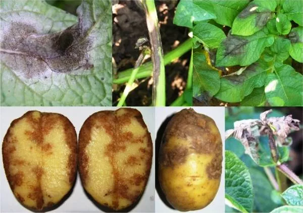 Борьба с фитофторозом картофеля