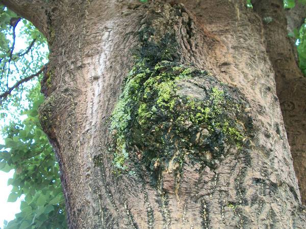 Борьба со мхами и лишайниками на плодовых деревьях