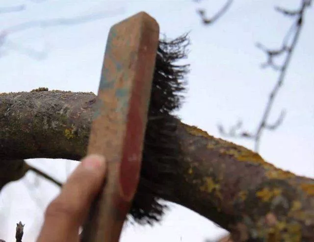 Борьба со мхами и лишайниками на плодовых деревьях