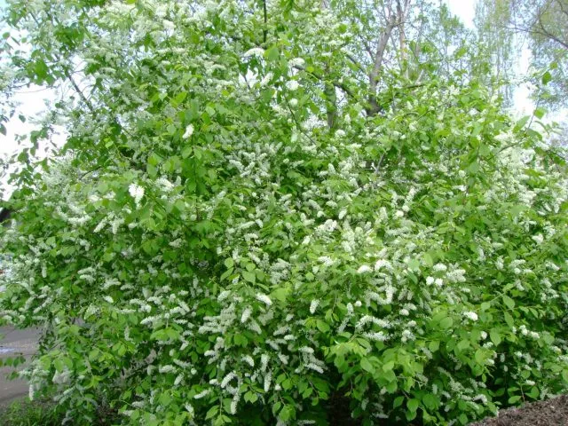 Церападус: гибрид вишни и черемухи