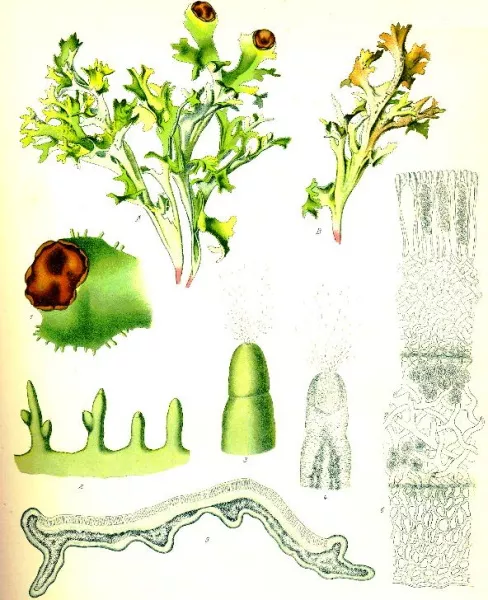 Исландская цетрария. Как вырастить мох дома, лечебные свойства, применение