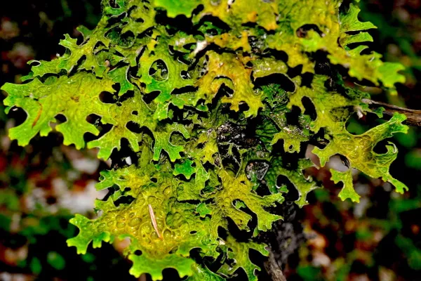 Исландская цетрария. Как вырастить мох дома, лечебные свойства, применение