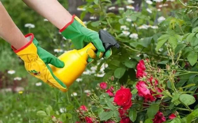 Чем обработать и как избавиться от мучнистой росы на розах: препараты, фото