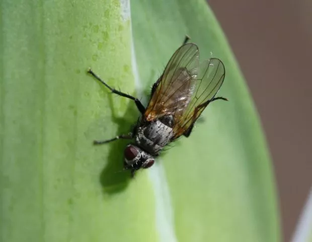 Чем опасна ирисовая муха и борьба с ней