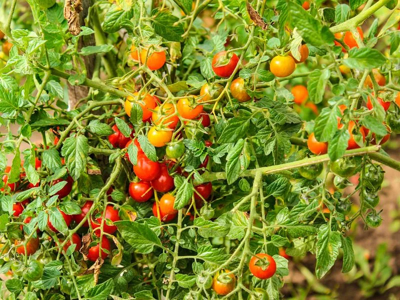 Чем подкормить помидоры: способы повысить урожайность