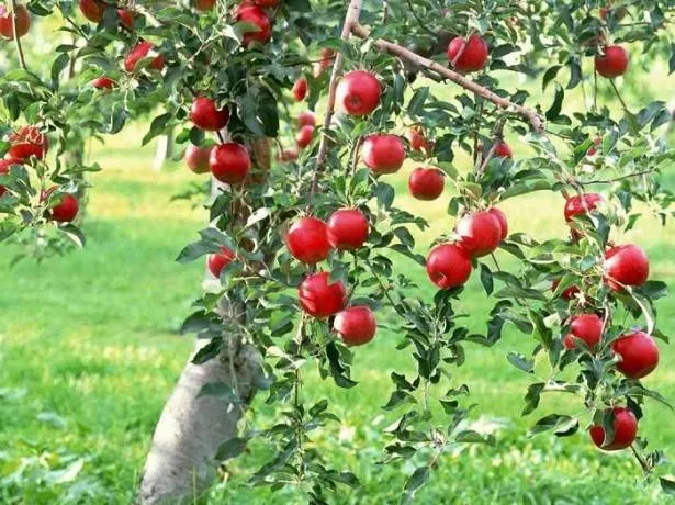 Чем подкормить яблоню осенью, чтобы она плодоносила