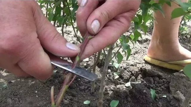 Черенки вишни: как укоренить весной, летом и осенью, видео