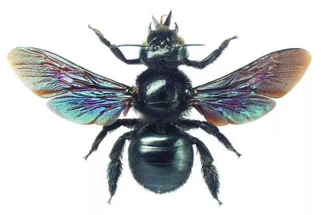 Черная пчела