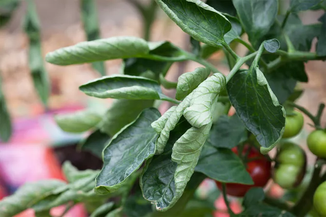 Что делать, если скручиваются листья у томатов (помидоров) в теплице и в земле
