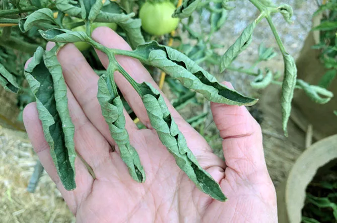 Что делать, если скручиваются листья у томатов (помидоров) в теплице и в земле