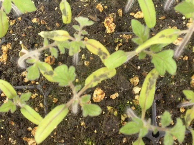 Что делать, если желтеют листья помидор (снизу, сверху, по краям)
